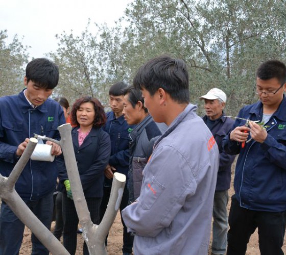 公司從產(chǎn)業(yè)鏈起始端著手，引進(jìn)良種優(yōu)苗，繁育基地苗圃，優(yōu)化樹(shù)種，以?xún)?yōu)質(zhì)的橄欖樹(shù)苗為生產(chǎn)特級(jí)初榨橄欖油提供基礎(chǔ)保障。在以自建萬(wàn)畝國(guó)家標(biāo)準(zhǔn)化油橄欖..