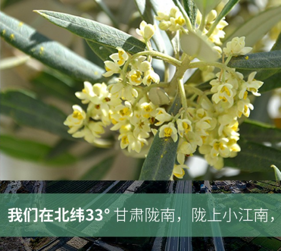 武都的氣候、土壤等與地中海沿岸極其相似，同處于世界頂級(jí)油橄欖黃金生產(chǎn)帶（32°58--33°36）年平均氣溫為14.7°，年日照時(shí)數(shù)1911..